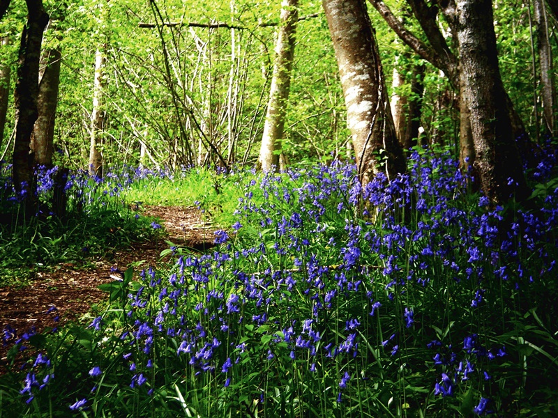 Bluebells