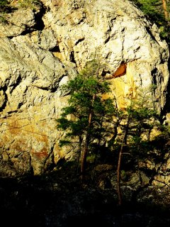 Pine-On-The-Rocks.jpg