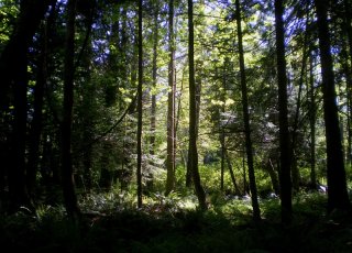 Sunlit-Forest.jpg