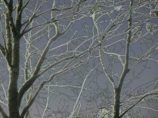 winter_morning_trees.jpg