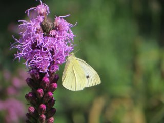 Liatris_and_Butterfly.jpg
