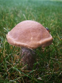 grassland_mushroom.jpg