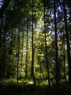 Spring_Forest.jpg