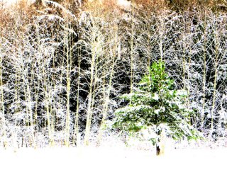 Winter-Forest_Hilliers.jpg